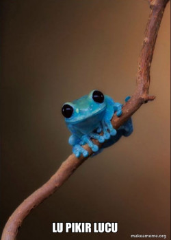 Small Fact Frog