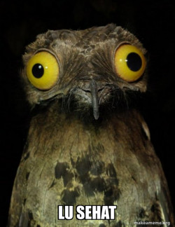 Weird Stuff I do Potoo