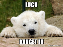 Popular Opinion Bear