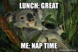 Laid Back Koala