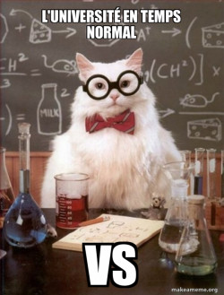 Chemistry Cat