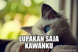 First World Cat Problems
