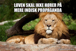 Contemplative Lion