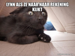 Schitzo Cat