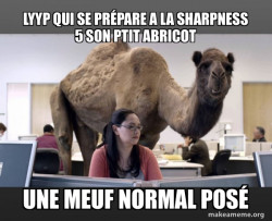 Hump Day Camel