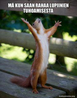 Happy Squirrel