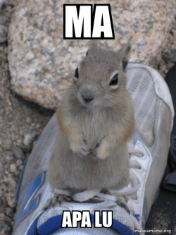 Standover Squirrel