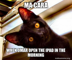 Overly Attached Cat