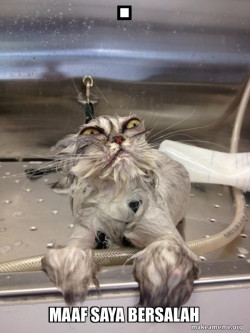 Cat Bath Returns