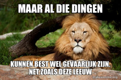 Contemplative Lion