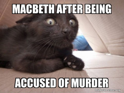 Schitzo Cat