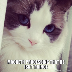 Ridiculously Photogenic Cat