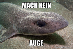 Dirty Joke Dogfish