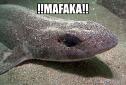 Dirty Joke Dogfish