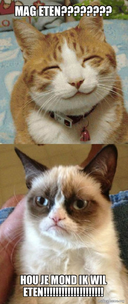 Grumpy Cat vs Happy Cat