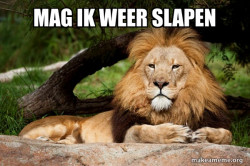 Contemplative Lion