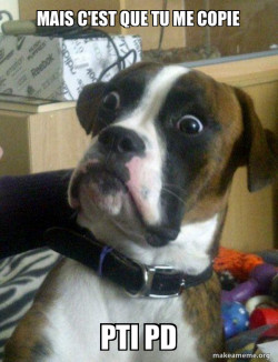 Skeptical Dog