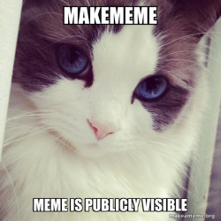 Ridiculously Photogenic Cat