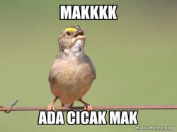 Common Opinion Sparrow