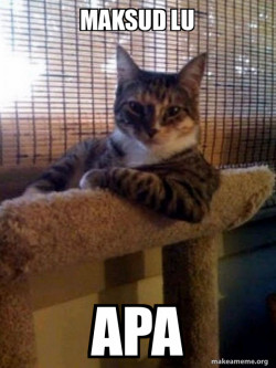 The Most Interesting Cat in the World