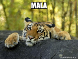 Confession Tiger