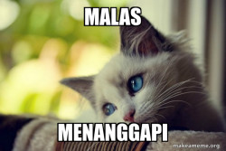 First World Cat Problems