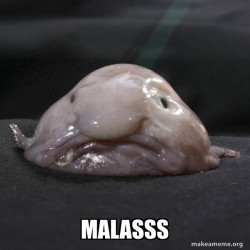 Blobfish