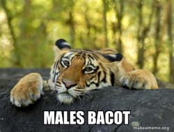 Confession Tiger