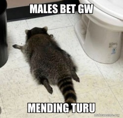 Drunk Raccoon