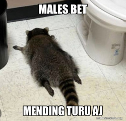 Drunk Raccoon