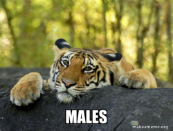 Confession Tiger