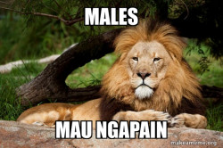 Contemplative Lion