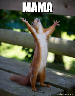 Happy Squirrel