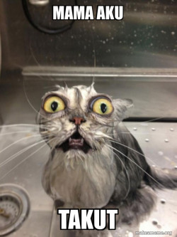 Cat bath