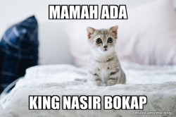 Cute Kitten