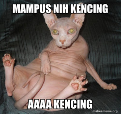 Hairless Cat