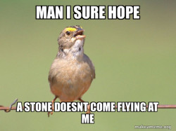 Common Opinion Sparrow