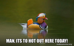 Fashionable Advice Mallard