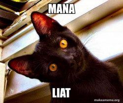 Overly Attached Cat