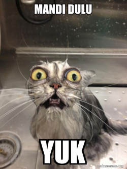 Cat bath