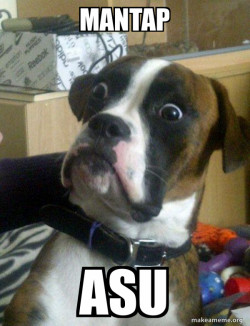 Skeptical Dog