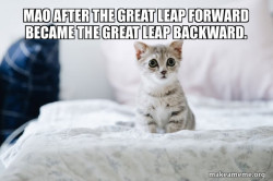 Cute Kitten