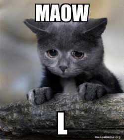 Confession Cat