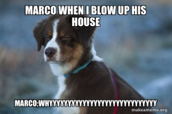 Unsure Dog