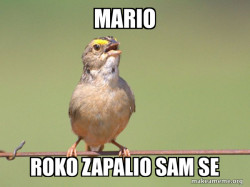 Common Opinion Sparrow