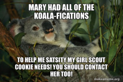 Laid Back Koala