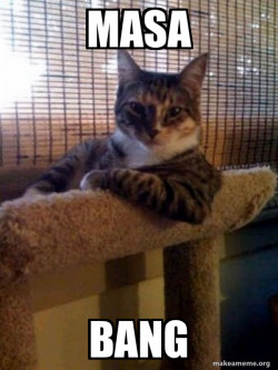 The Most Interesting Cat in the World