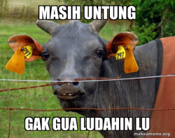 Hairless Cow