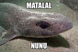 Dirty Joke Dogfish