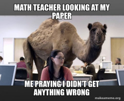 Hump Day Camel
